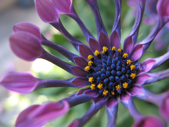 Macro of an alien-looking flower