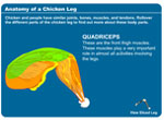 Anatomy of a Chicken Leg