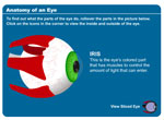 Anatomy of an Eye