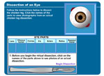 Dissection of an Eye