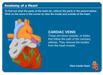 Anatomy of a Heart