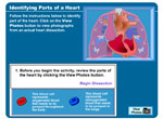 Identifying Parts of a Heart