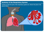 Anatomy of the Respiratory System