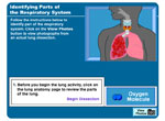 Identifying Parts of the Respiratory System