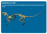 Anatomy of a Rat