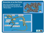 Dissection of an Owl Pellet